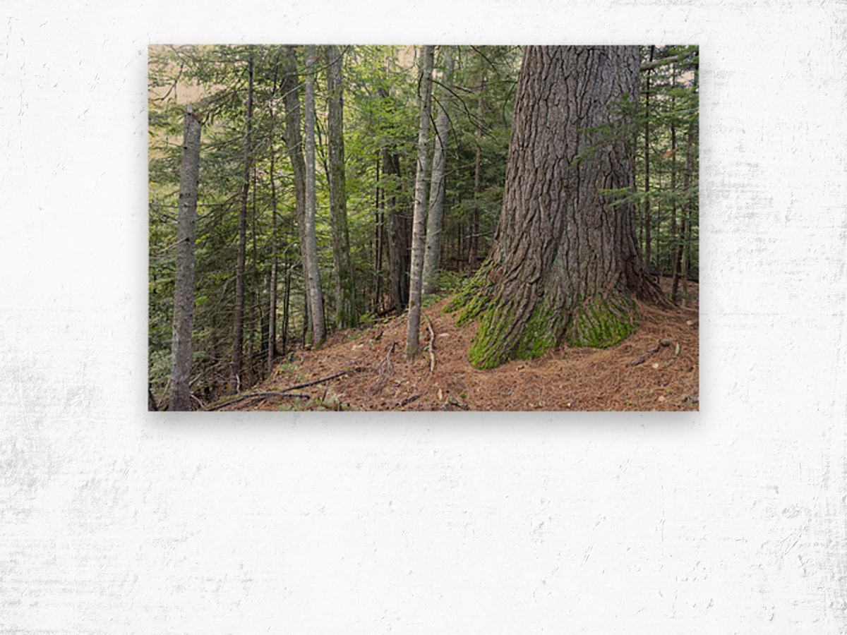 Eastern White Pine - White Mountains New Hampshire Wood print